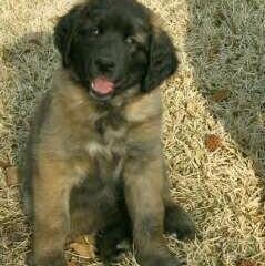 Leonberger