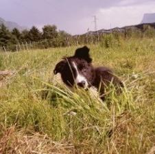 Border Collie