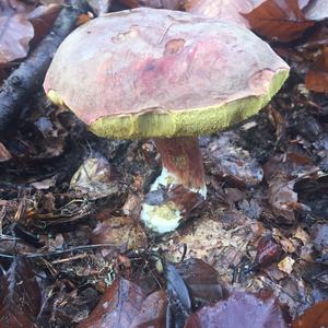 Red-cracked Bolete