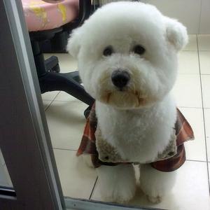 Bichon Frise