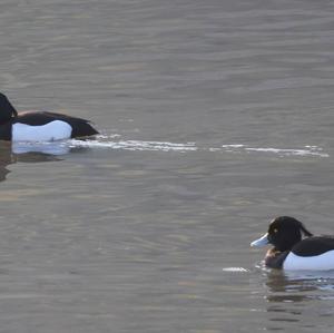 Tufted Duck