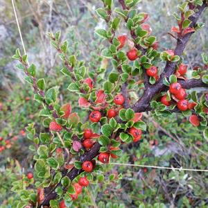 Rockspray Cotoneaster