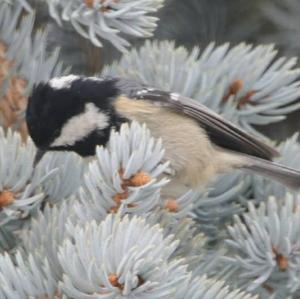 Coal Tit