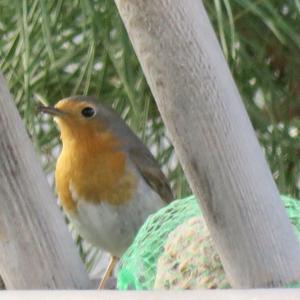 European Robin