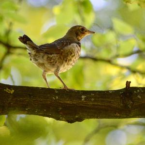 Fieldfare