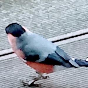 Eurasian Bullfinch