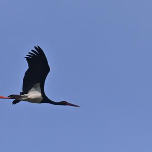 Black Stork