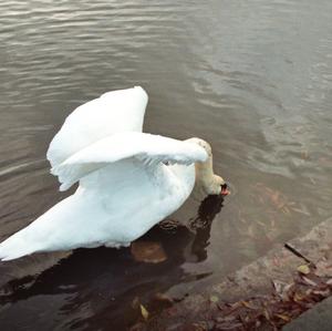 Mute Swan