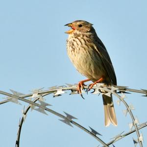 Corn Bunting