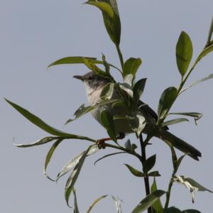 Common Whitethroat