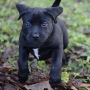 Unknown Breed