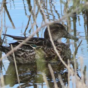 Common Teal