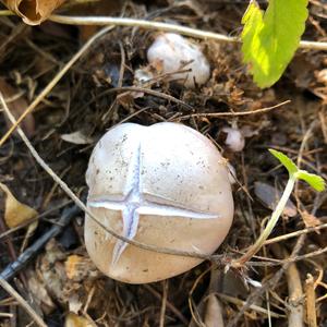 Wood Blewit