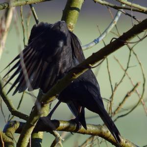 Eurasian Blackbird