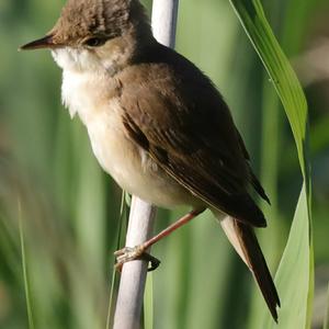 Eurasian Reed-warbler