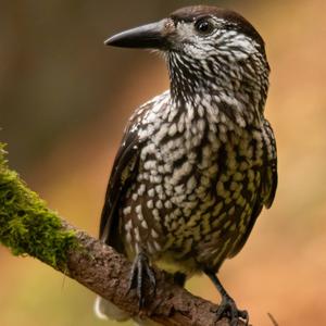 Spotted Nutcracker