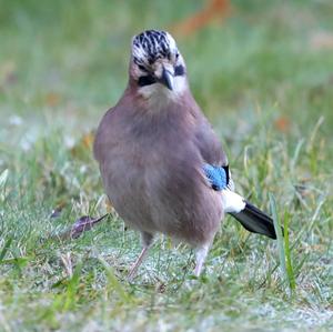 Eurasian Jay