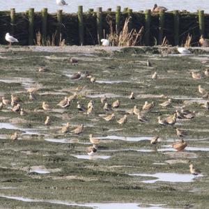 Eurasian Golden Plover