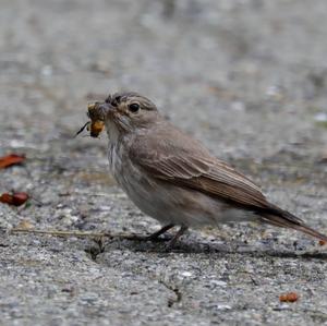 Grauschnäpper