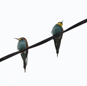 European Bee-eater