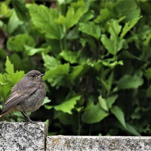 Black Redstart