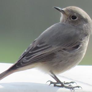 Black Redstart