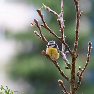 Blue Tit