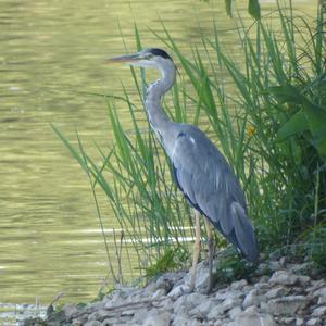 Grey Heron