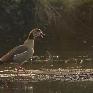 Nilgans