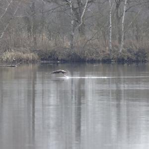 White-tailed Eagle