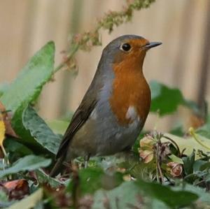 European Robin