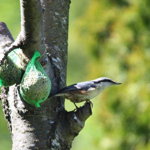 Wood Nuthatch