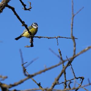 Blue Tit