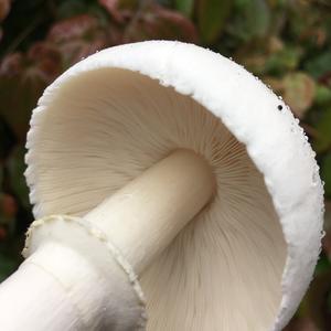 Leucoagaricus holosericeus