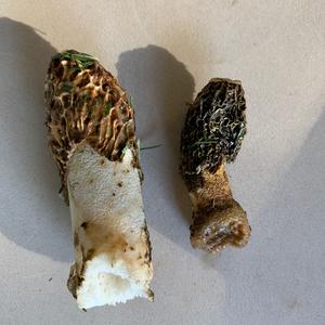 Black Morel