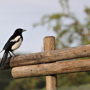 Black-billed Magpie