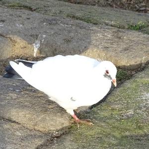 Rock Pigeon