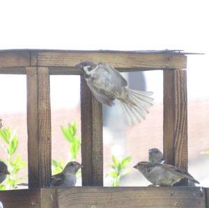 Eurasian Tree Sparrow