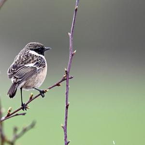 European stonechat