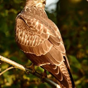 Common Buzzard