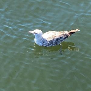 Black-headed Gull