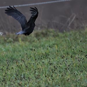 Carrion Crow