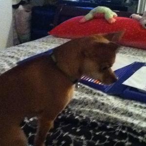 Unknown Breed