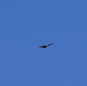 Common Buzzard