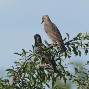 Common Starling