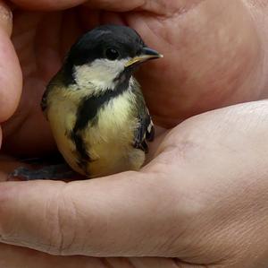 Great Tit