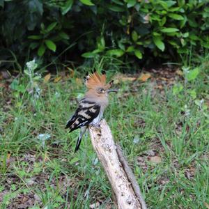 Eurasian Hoopoe