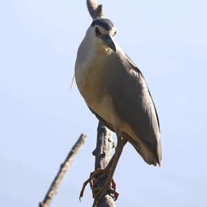 Black-crowned Night-heron