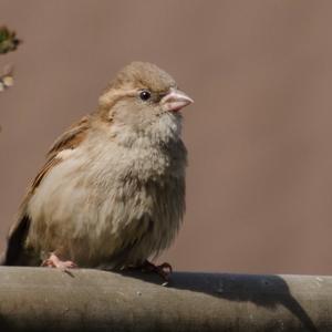 Eurasian Linnet