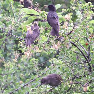 Common Starling